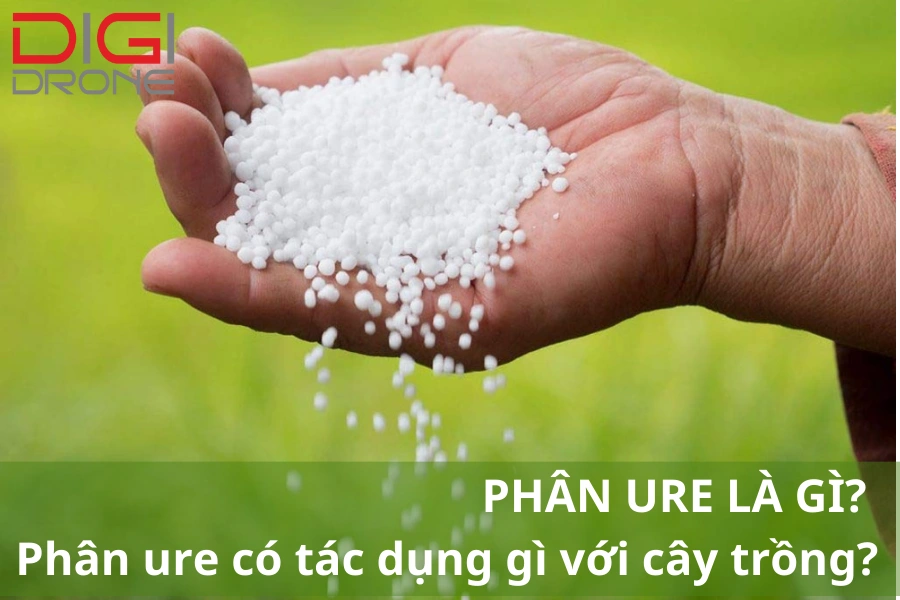 Phân Ure Là Phân Gì? Phân Ure Có Tác Dụng Gì Cho Cây Trồng?