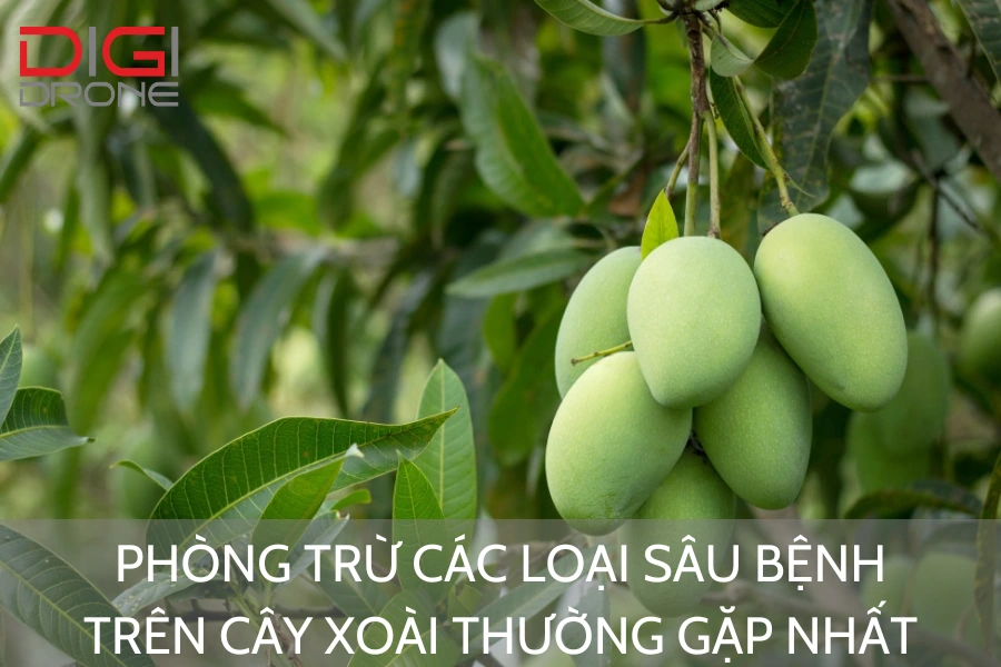 Phòng Trừ Các Loại Sâu Bệnh Trên Cây Xoài Thường Gặp Nhất