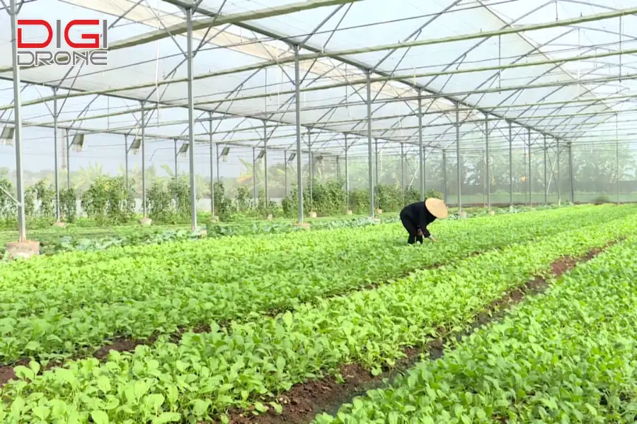 ứng dụng công nghệ cao trong sản xuất nông nghiệp