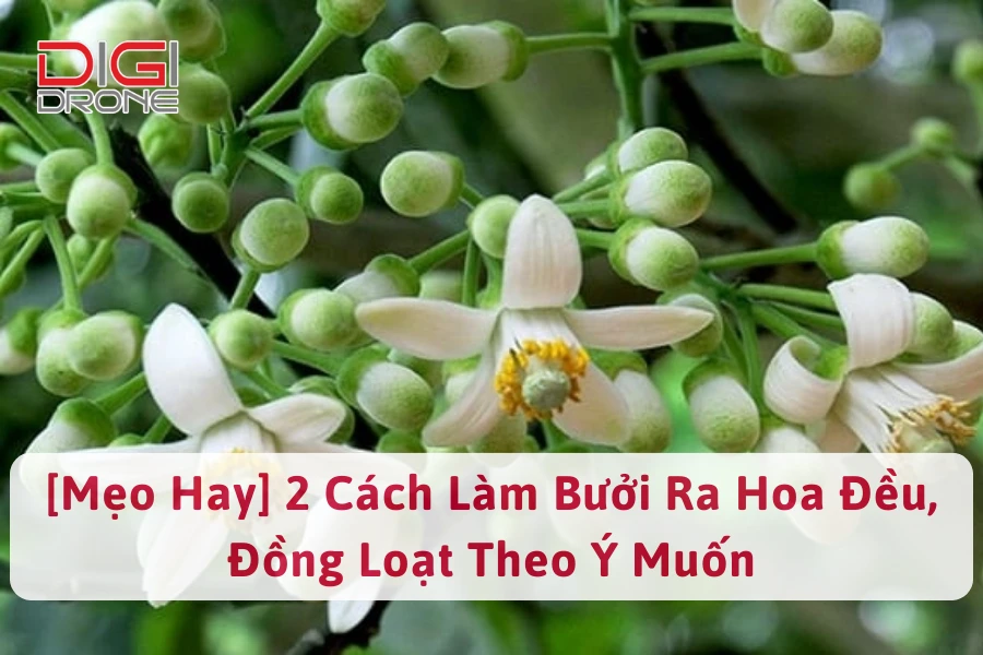 [Mẹo Hay] 2 Cách Làm Bưởi Ra Hoa Đều, Đồng Loạt Theo Ý Muốn