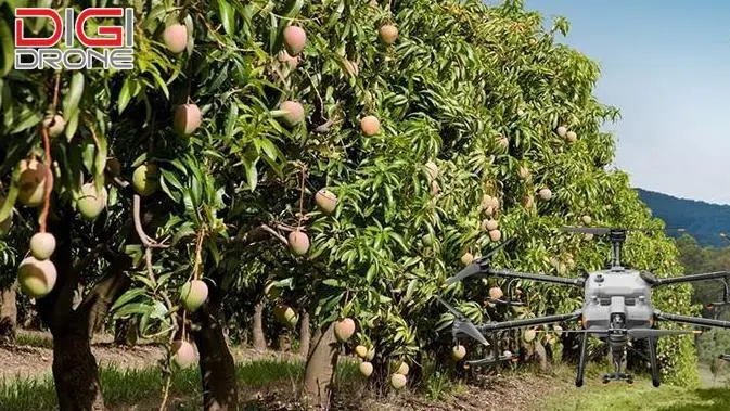 khoảng cách trồng cây xoài