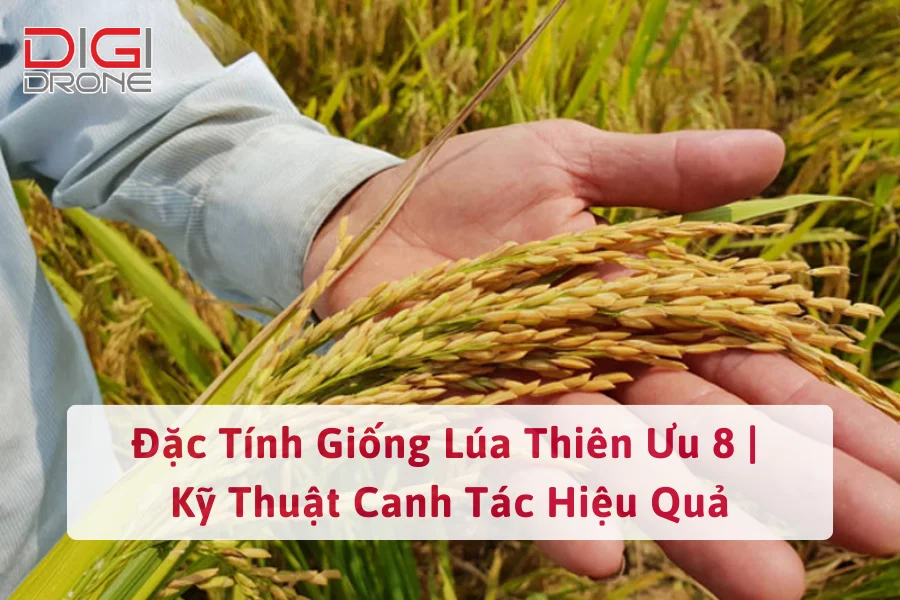 Giống Lúa Thiên Ưu 8: Đặc Tính & Kỹ Thuật Canh Tác Hiệu Quả