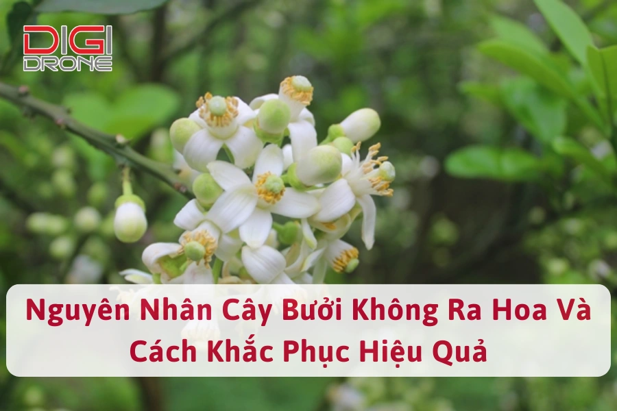 Nguyên Nhân Cây Bưởi Không Ra Hoa Và Cách Khắc Phục Hiệu Quả