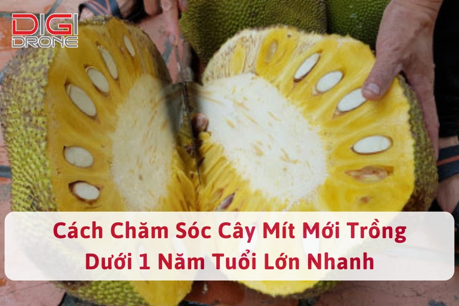 Cách Chăm Sóc Cây Mít Mới Trồng Dưới 1 Năm Tuổi Lớn Nhanh