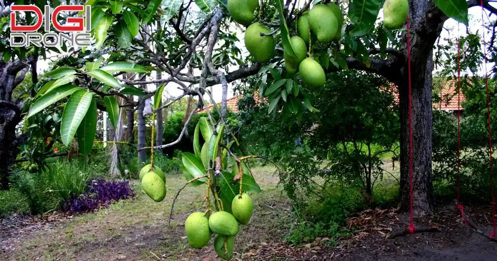 cách trồng cây xoài